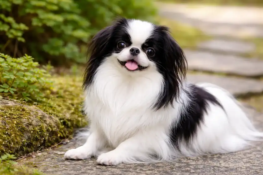 日本狆（Japanese Chin），小型日本犬種，以安靜與陪伴性聞名