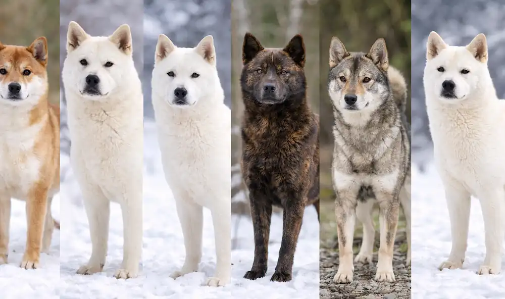 日本六大犬種比較圖，包含柴犬、秋田犬、紀州犬、甲斐犬、四國犬與北海道犬
